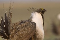 美国取消松鸡保护动物资格 为石油和矿产开发让路