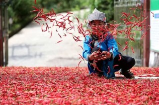 老干妈，出山救子，又赚翻了：2024年营收逼近54亿元，几乎追平历史峰值