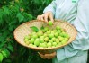 在安徽芜湖，这家企业靠卖青梅的公司溜溜梅冲击IPO