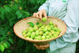 在安徽芜湖，这家企业靠卖青梅的公司溜溜梅冲击IPO