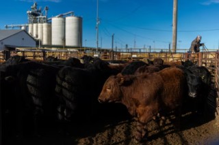 美国牛肉行业向消费者喊话：习惯高价吧