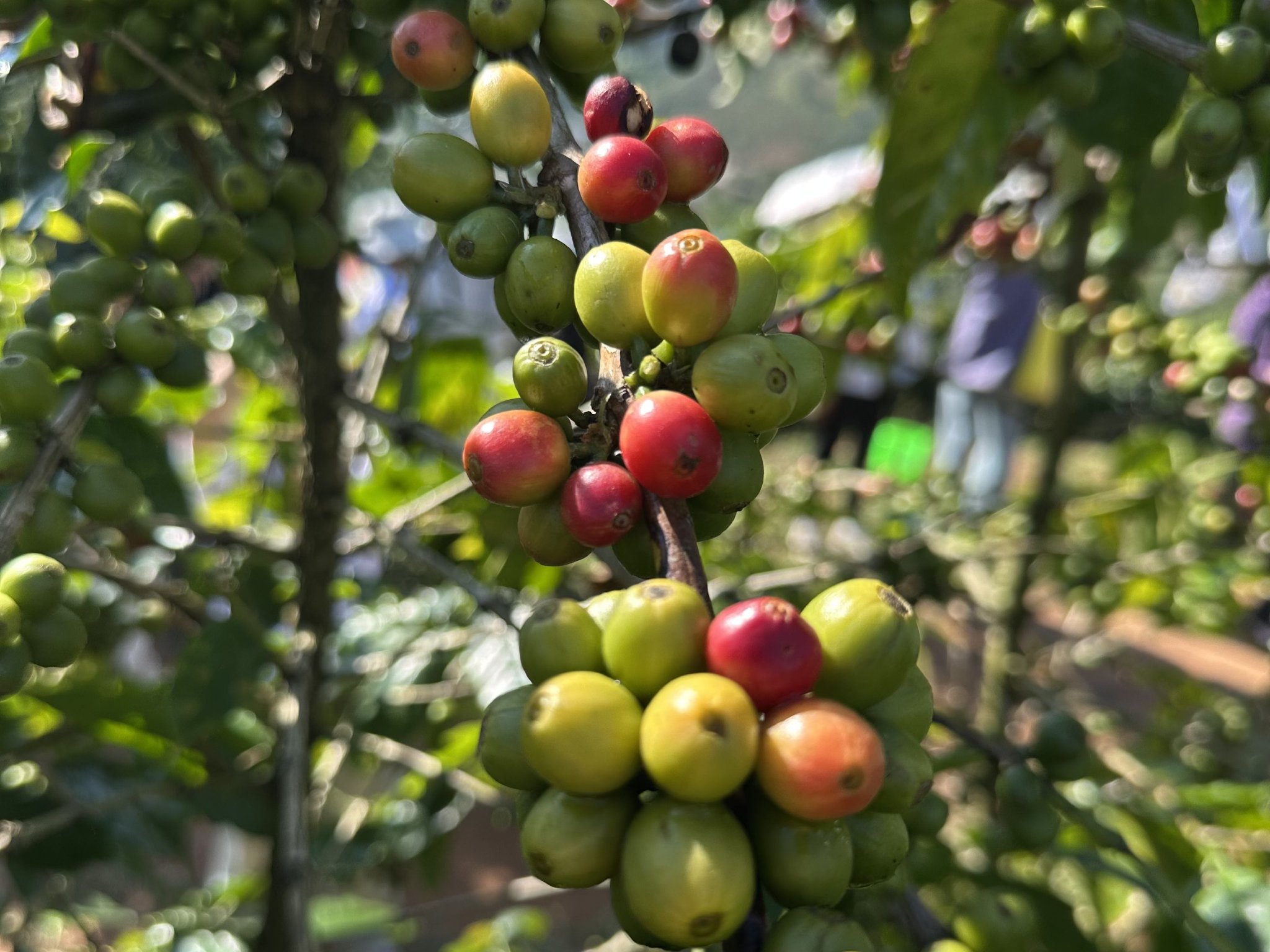 咖啡豆涨价创历史新高:咖农欢呼,咖啡店苦撑降成本 第3张 咖啡豆涨价创历史新高:咖农欢呼,咖啡店苦撑降成本 第3张