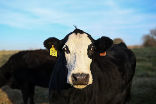 美国牛肉行业向消费者喊话：习惯高价吧  第3张